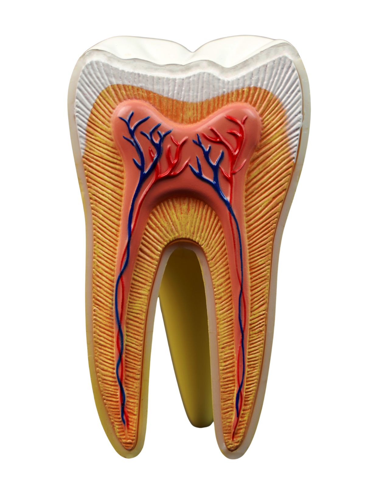 Tooth cross-section showing enamel, dentine, tubules and pulp